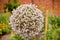 Close up of a purple Many Flowered Garlic or Allium Ampeloprasum in a garden