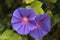 Close up of Purple morning glory flower