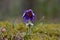 Close-up of purple pasque-flower.