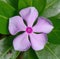 Close up of purple periwinkle over leaves created using generative ai technology