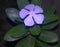 Close up of purple periwinkle over leaves created using generative ai technology