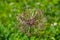 Close up of a purple persian onion, also called Allium cristophii, star of Persia or Sternkugel Lauch