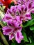 Close up of purple peruvian lilies