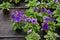 Close up of purple petunias in pots blooming. Growing petunias in a greenhouse