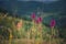 Close up of purple pink medicinal herbs flowers in the mountain field