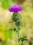 Close up of a Purple Plume Thistle