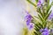 Close up of purple rosemary flowers; Salvia rosmarinus, commonly known as rosemary, is an aromatic evergreen shrub native to the