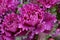 Close up purple rosette of ornamental kale cabbage
