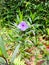 close up purple ruellia flower