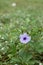 Close up purple Ruellia flower (Hygrophila erecta)