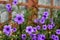 Close up purple Ruellia tuberosa flower with blurred window and green background