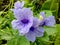 Close-up of purple Ruellia tuberosa flower in nature