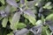 Close up of Purple Sage leafs