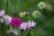 Close up of a purple scabiosa, a pink nettle flower and green seed balls in the background