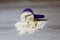 Close-up purple scoop in protein powder slides