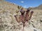 Close Up Purple Scorpion Weed Arizona Desert Wildflower in Spring