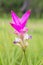 Close up of purple sessilis bouquet or Siam Tulip Bloom in the rainy season