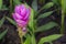 Close up of purple Siam Tulip