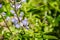 Close up of purple Silver lupine Lupinus albifrons wildflowers blooming in Lassen Volcanic National Park, California