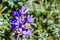 Close up of purple Silver lupine (Lupinus albifrons) wildflowers blooming in Marin Headlands, north San Francisco bay area,