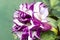 Close-up of Purple Southern Belle Angel\\\'s Trumpet Flower on Green Background