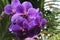 Close Up of Purple Speckled Vanda Kulwadee Orchid Flowers