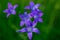 Close up of purple Spreading bellflowers in sunlight