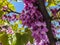 Close-up of purple spring blossom of Eastern Redbud, or Eastern Redbud Cercis canadensis n sunny day. Selective focus.