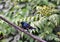 Close-up of purple sunbirds (Cinnyris asiaticus) perching on tree in Jnu Campus, New Delhi, India