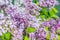 Close-up for purple Syringa vulgaris flowers