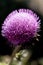 Close up of a purple thistle plant