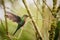 Close up Purple-throated Woodstar