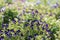Close up purple Torenia fournieri flower or wishbone flower.