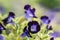 Close up purple Torenia fournieri flower or wishbone flower.