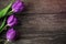 Close-up purple tulips on wooden background