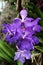 Close Up of a Purple Vanda Coerulea Orchid