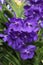 Close Up of Purple Vanda Orchid Flowers