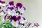 Close up of purple viola tricolor flowers