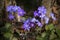 Close up of purple violet flowers Hepatica nobilis, Common Hepa