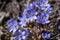 Close up of purple violet flowers Hepatica nobilis, Common Hepatica