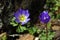 Close up of purple violet flowers Hepatica nobilis, Common Hepatica, liverwort, kidneywort, pennywort, Anemone hepatica