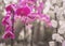 Close up of Purple and White Orchids on blure Background, Phalae