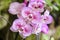 Close up of Purple and White Orchids, Phalaenopsis aphrodite hyb