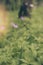 Close up of a purple wildflower growing in the forest, near the river. Vintage tintind, blurred background, sun haze, glare