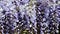 Close-up purple Wisteria blooms