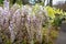 Close up of purple wisteria flowers. Spring floral background