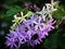 Close up purple wreath flowers on tree with blurry background. Petrea volubilis