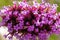 Close up of Purpletop vervain, Verbena bonariensis