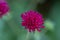 close up of purplish pink amaranth flower