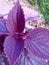 Close-up of purplish pink ornamental plant leaves